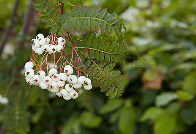 Buy stock photo A beautiful Sorbus Fruticosa growing in a lush green garden outdoors with bush and nature in the background. An ornamental plant grown in summer with white berries. Bright foliage outside in spring
