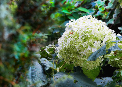 Buy stock photo Hydrangea, plants and green leaves outdoor with blossom season, garden design and summer. Flowers, nature and blooming growth, sustainable environment and low maintenance with eco friendly for peace