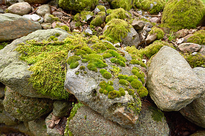 Buy stock photo Closeup of moss growing on rough rocky terrain in a forest. A quiet calm environment with green plants covering boulders and stones in a secluded and uncultivated landscape during a spring morning