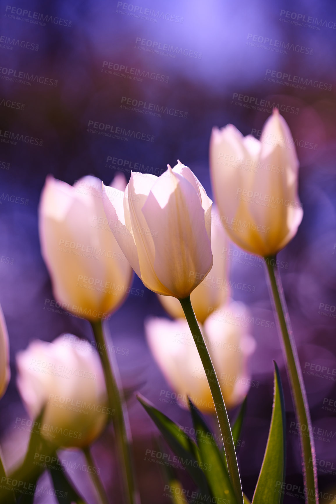 Buy stock photo Beautiful tulips in my garden in early springtime