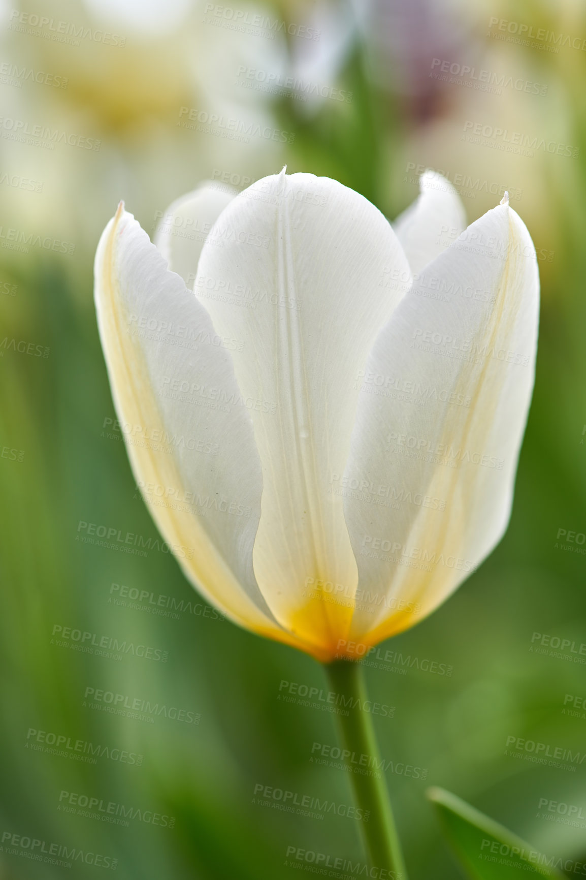 Buy stock photo Beautiful tulips in my garden in early springtime