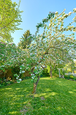 Buy stock photo Backyard, fence and lawn with tree or bloom in spring with maintenance with flowers in the outdoor. Landscape, grass and gardening with fencing in backgrounds or nature or summer with plants.