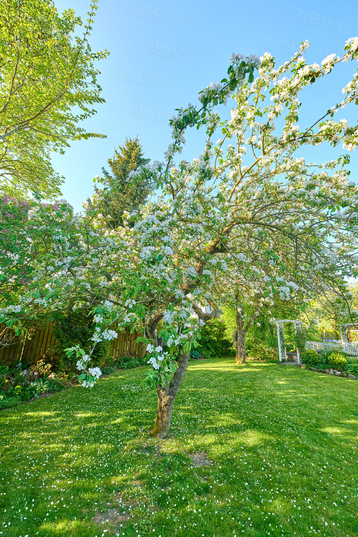 Buy stock photo Backyard, fence and lawn with tree or bloom in spring with maintenance with flowers in the outdoor. Landscape, grass and gardening with fencing in backgrounds or nature or summer with plants.