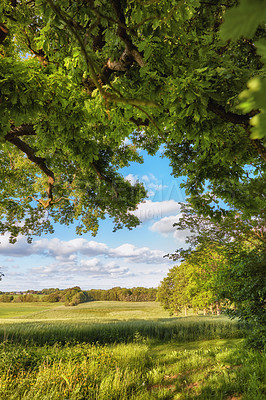 Buy stock photo Scenic landscape of a peaceful green field with cloudy blue sky background. Calm and tranquil scenery of a forest with blooming trees and plants on a sunny day in spring. Breathtaking views in nature