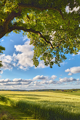 Buy stock photo Green tree in a clearing on a blue cloudy sky. Shade from the leaves and branches of a big tree in an open nature park on a beautiful sunny day. Scenic location for a picnic or outdoor relaxation