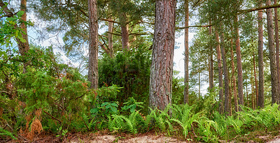 Buy stock photo Beech trees growing in a remote uncultivated forest, meadow or countryside in Norway. Overgrown, lush, green woods in quiet, serene, tranquil, calm, zen landscape. Discovering peace in mother nature