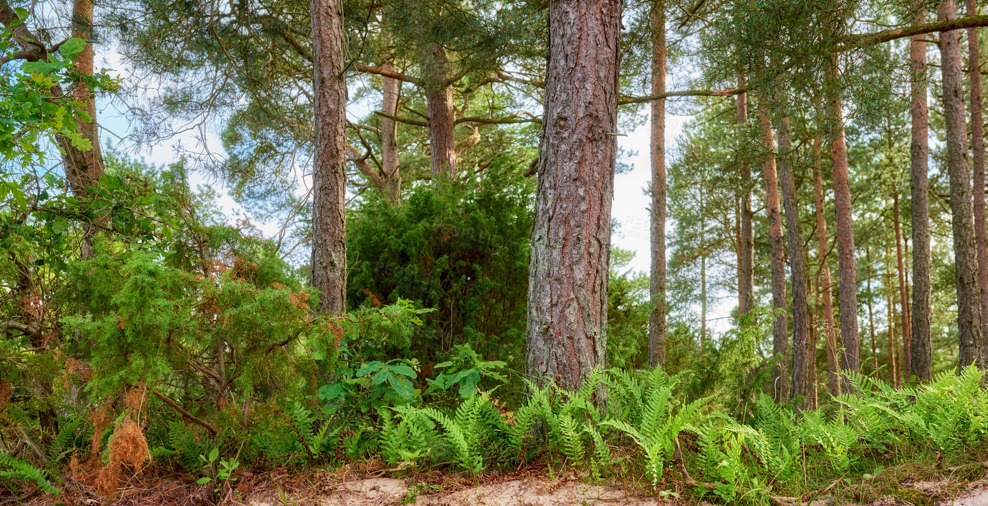 Buy stock photo Beech trees growing in a remote uncultivated forest, meadow or countryside in Norway. Overgrown, lush, green woods in quiet, serene, tranquil, calm, zen landscape. Discovering peace in mother nature