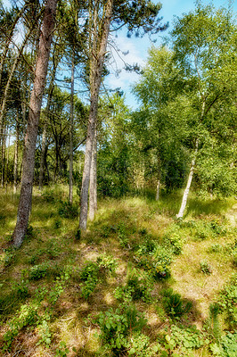 Buy stock photo Pine trees in a green forest with blue sky and sunshine. Scenic landscape of lush leaves, plants and grass in a peaceful hiking location or environment. Wild discovery and exploration in nature