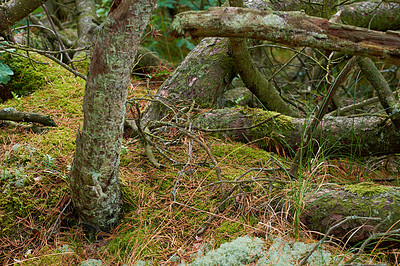 Buy stock photo Closeup view of old dry pine trees on the ground in the forest. Fallen pine trees after a storm or strong wind, leaning and damaged. Plants and bushes in harsh weather conditions during winter