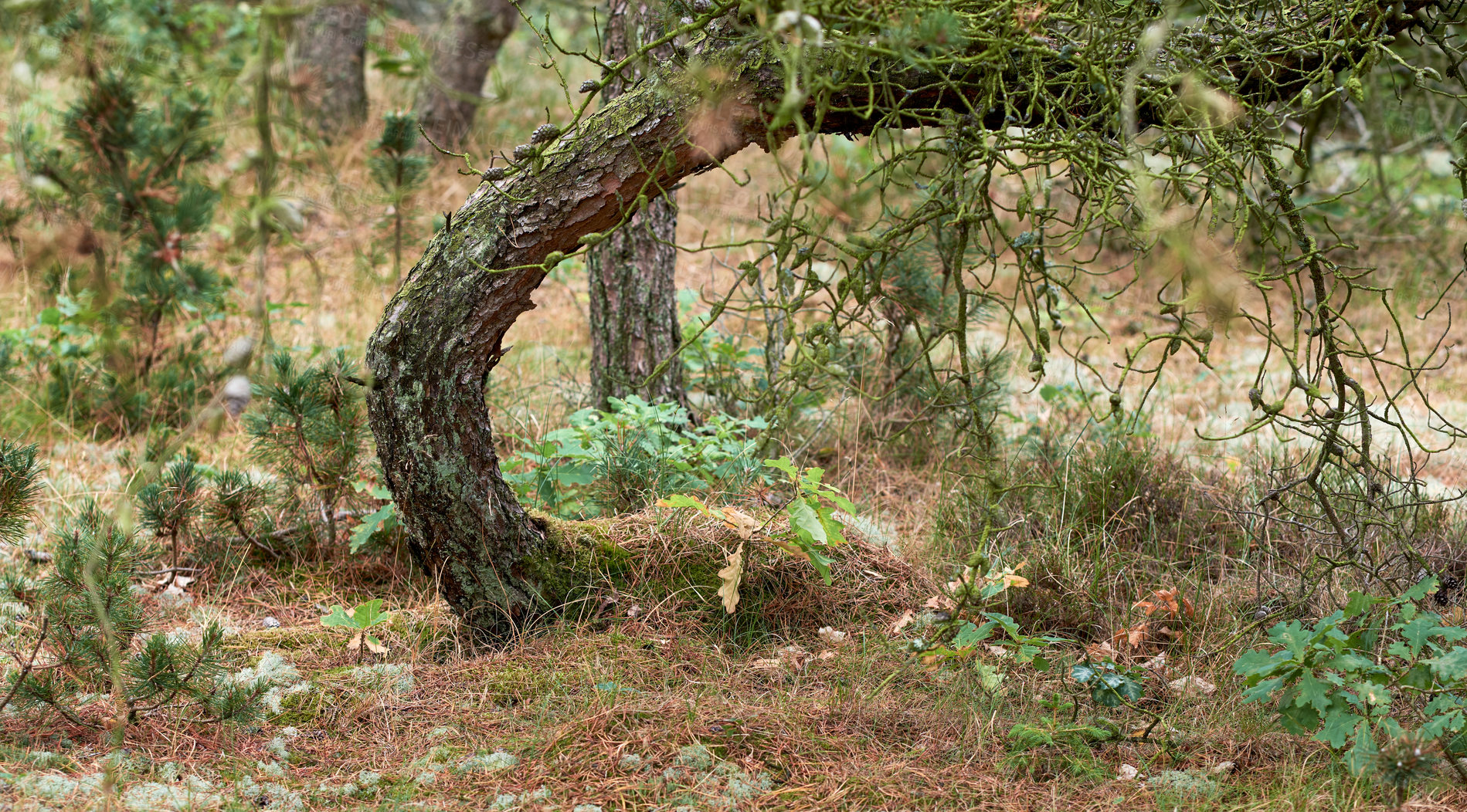 Buy stock photo Big tree growing wild in a jungle with overgrown vines and branches. Natural zen forest of hidden beauty, nature in harmony and peaceful ambience. Soothing patterns and textures in the woods  