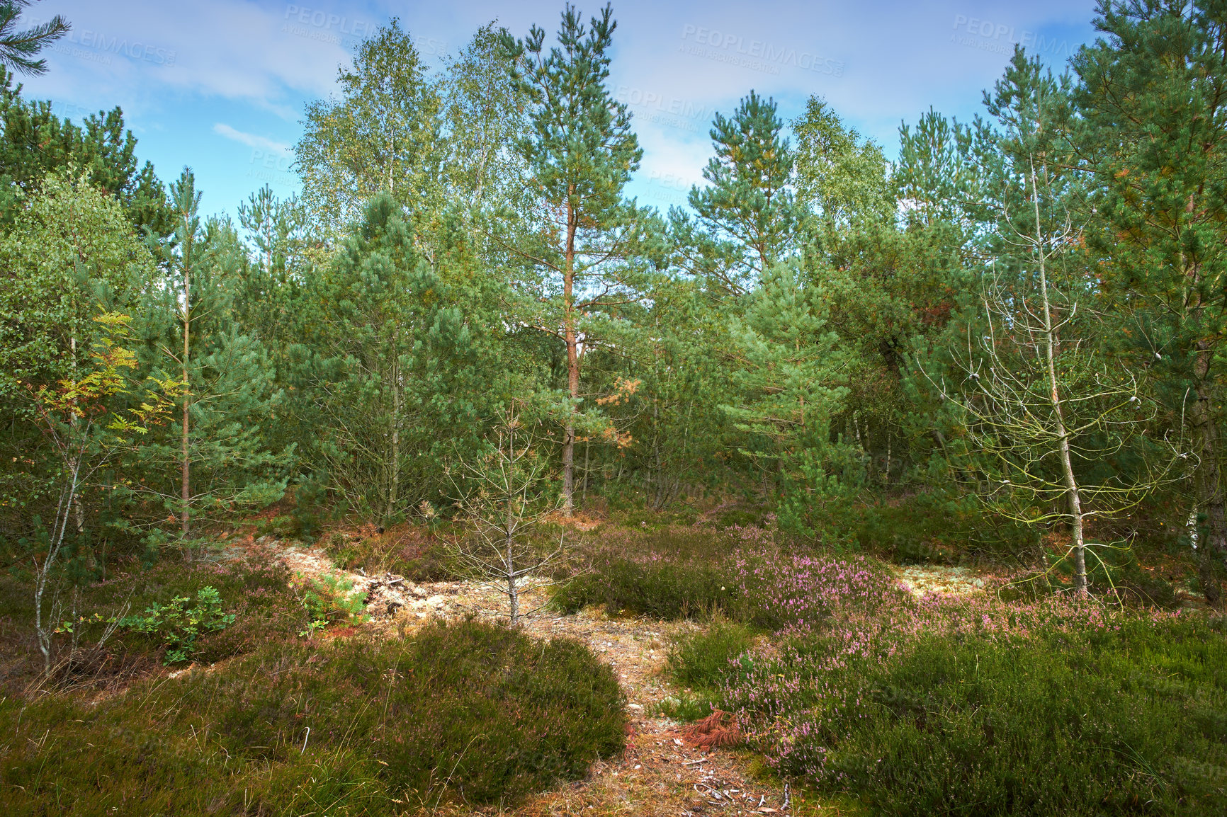 Buy stock photo Landscape of fir, cedar or pine trees growing in quiet woods in Norway. Environmental nature conservation and cultivation of resin plants in remote coniferous forest. Serene and peaceful countryside