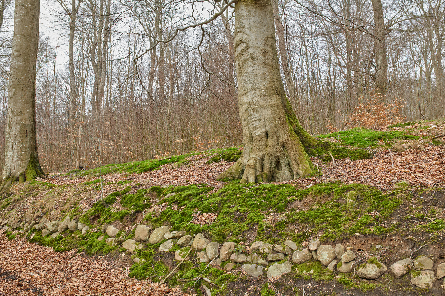 Buy stock photo Hardwood forest uncultivated - Denmark