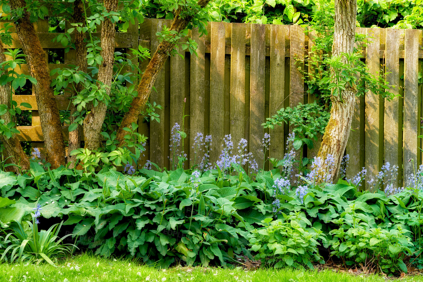 Buy stock photo Fence, grass and backyard with plants in garden with flowers in nature with tree in summer. Trees, garden and fences with bush or plant in the outdoor with sun or creative growth in the environment.