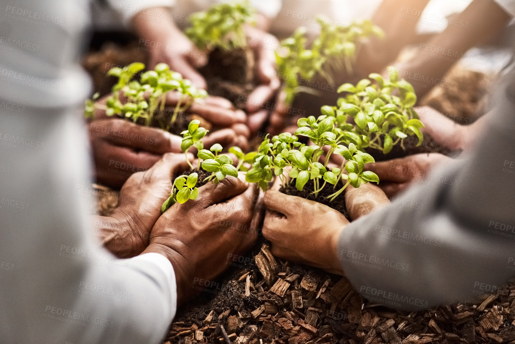 Buy stock photo Closeup shot of a group of businesspeople holding plants growing out of soil