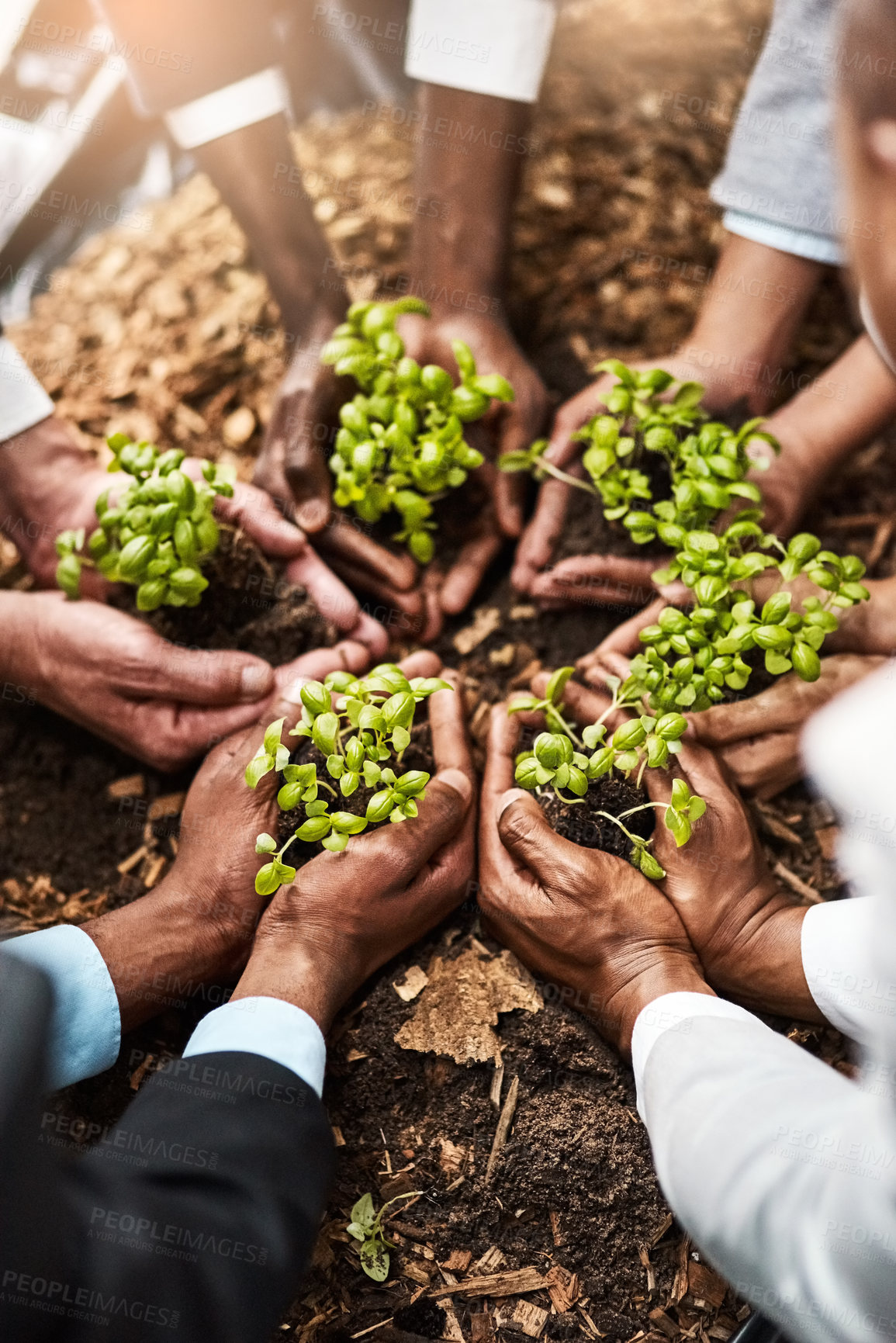 Buy stock photo Plants, hands and teamwork of people gardening, agriculture or sustainable startup, group support and business growth. Palm, plant and person in circle of nonprofit, sustainability and soil on ground
