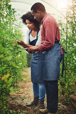 Buy stock photo Farming, tablet and team by crops for inspection, development and quality assurance in greenhouse. Woman, man and technology by tomatoes for research, sustainability and progress for agriculture