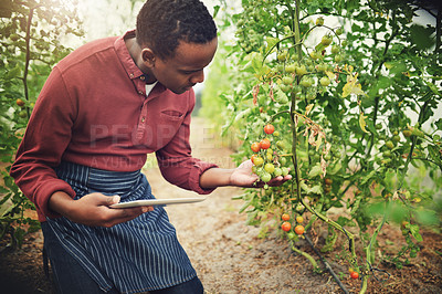 Buy stock photo Black man, tablet and tomato farming, inspection with agriculture and farmer check crops with nature and harvest. Male person on farm, vegetable plant and sustainability, growth and quality assurance