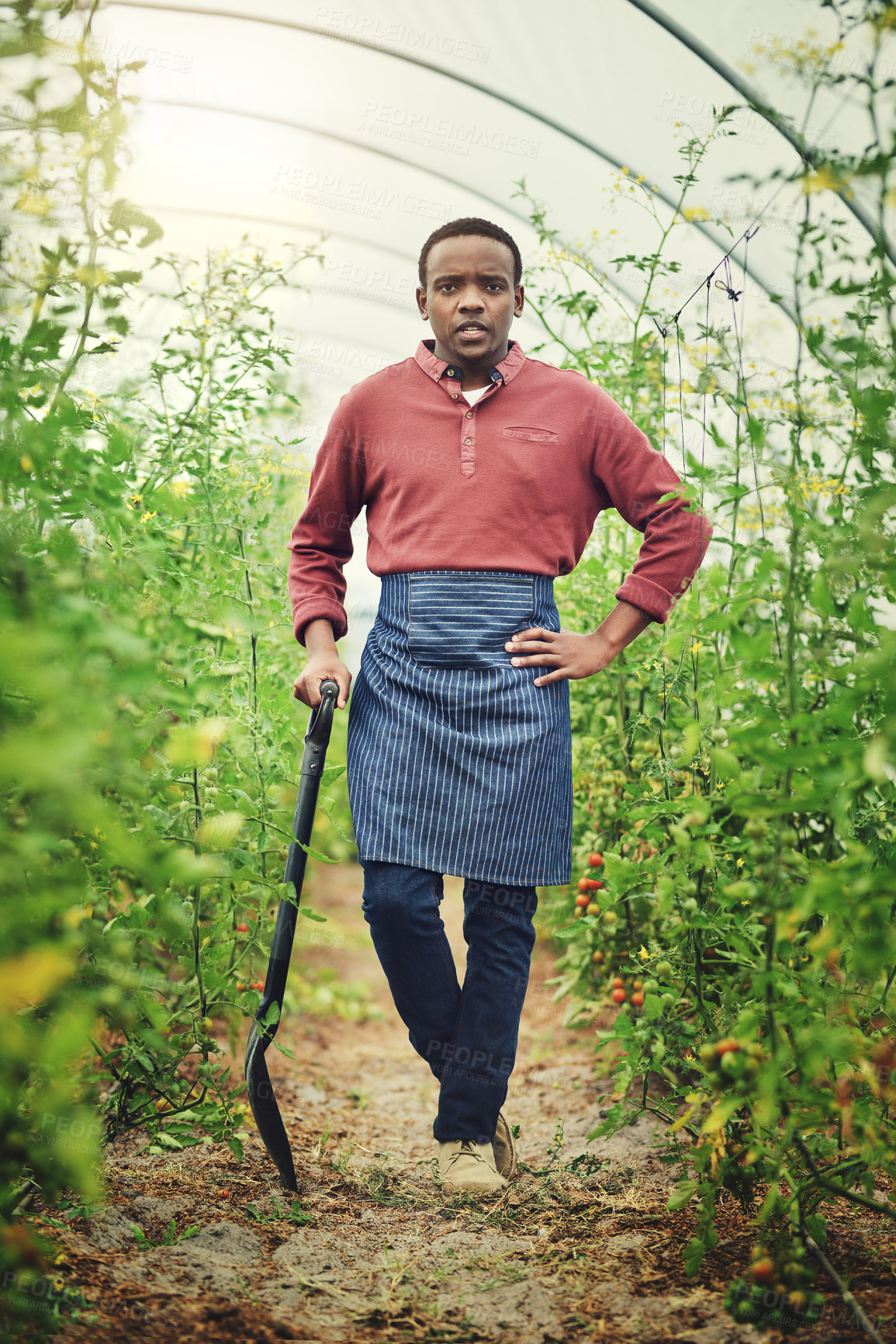 Buy stock photo Black man, portrait and confident at farm with shovel for vegetables, agriculture and crops. Startup, male person and employee with pride for business growth or development as farmer in countryside