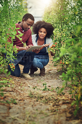 Buy stock photo Farming, man and woman with tablet for check, tomatoes and quality assurance in greenhouse. Team, plants and technology by crops for research, sustainability and inspection for agriculture on app