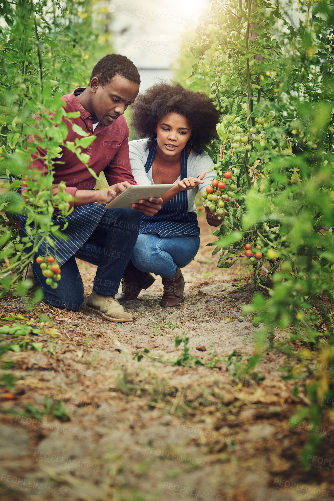 Buy stock photo Farming, man and woman with tablet for check, tomatoes and quality assurance in greenhouse. Team, plants and technology by crops for research, sustainability and inspection for agriculture on app