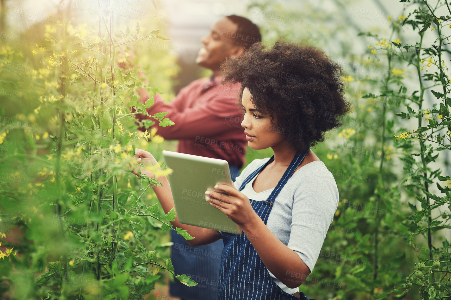 Buy stock photo Business people, plants and conversation with tablet at farm for harvesting, monitoring or fresh produce. Young, man and woman with technology for natural agriculture, production or greenhouse crops