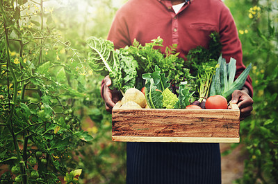 Buy stock photo Man, farmer or hands with vegetables for harvest, fresh produce or crops in greenhouse. Closeup, male person or crate with natural and organic resources for agro business, agriculture or conservation