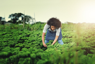 Buy stock photo Agriculture, field and harvest with woman on farm for sustainability, environment and vegetables supplier. Farmer, plants and eco friendly with person in countryside for permaculture and soil health