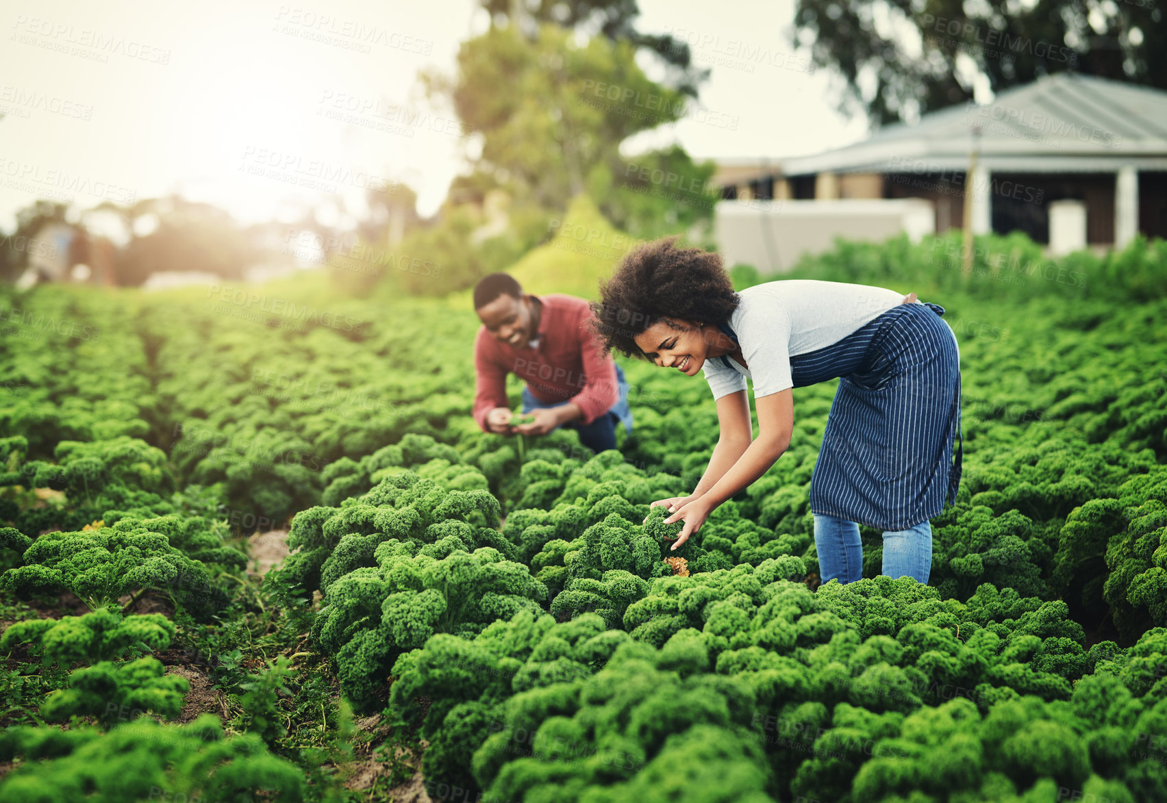 Buy stock photo People, agriculture and team for farming in nature, sustainable nutrition and monitor organic vegetables. Employees, field and outdoor for harvest in Argentina, collaboration and countryside crops