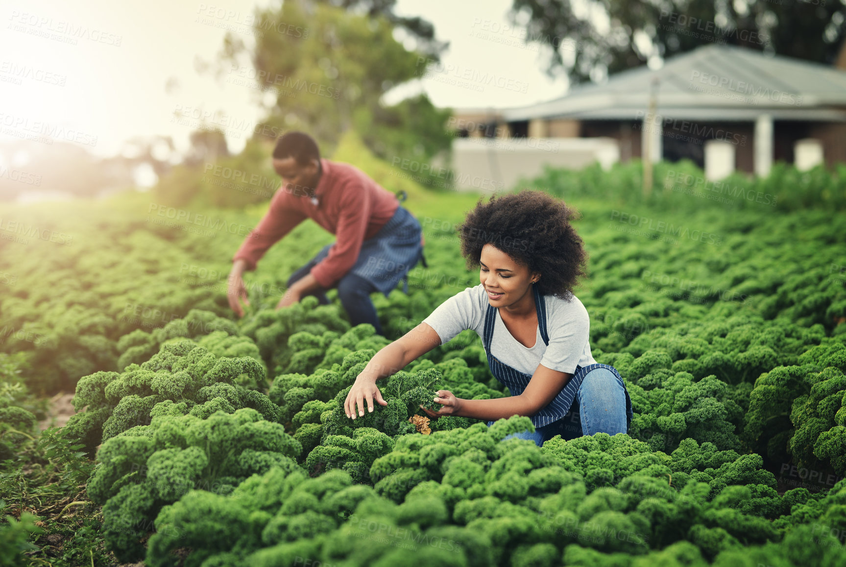 Buy stock photo Agriculture, plant and growth with couple on farm for sustainability, environment and vegetables supplier. Farmer nature and eco friendly with people in countryside for permaculture and soil health