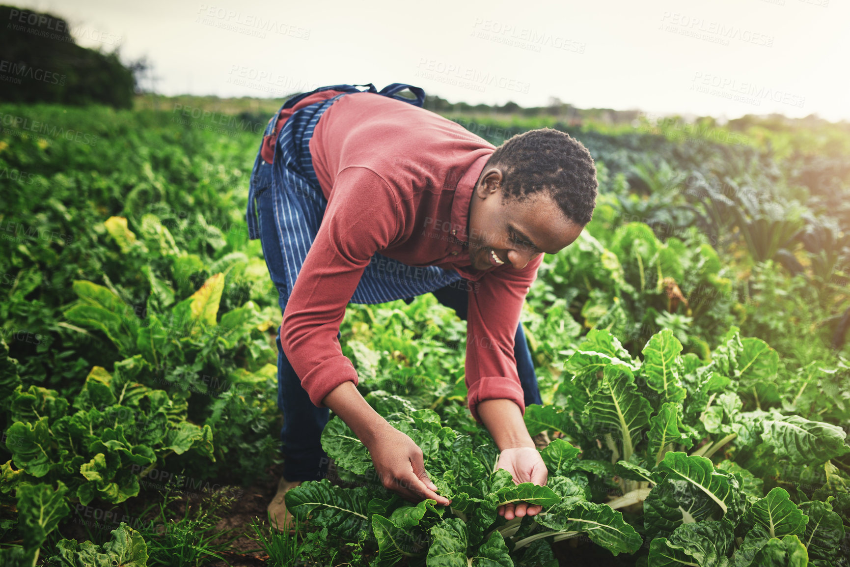 Buy stock photo Sustainability, farming and quality check with black man in field for agriculture, environment and plant. Growth, harvest and eco friendly with person in countryside for permaculture and soil health