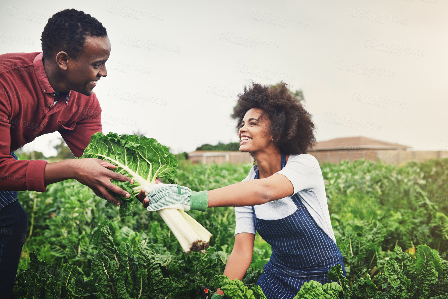 Buy stock photo Farming, people or spinach in field for harvest, crop gathering or quality assurance with support. Farmer, team or vegetable in countryside for sustainable business, inspection or help in agriculture