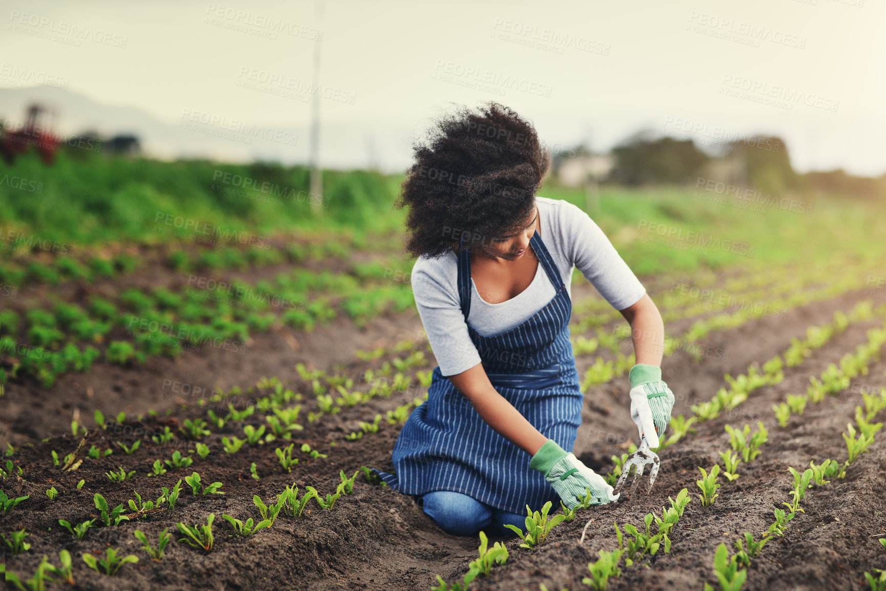 Buy stock photo Agriculture, plant and soil with woman in field for sustainability, environment and nature. Growth, harvest and eco friendly with person in countryside for permaculture, organic vegetables or farming