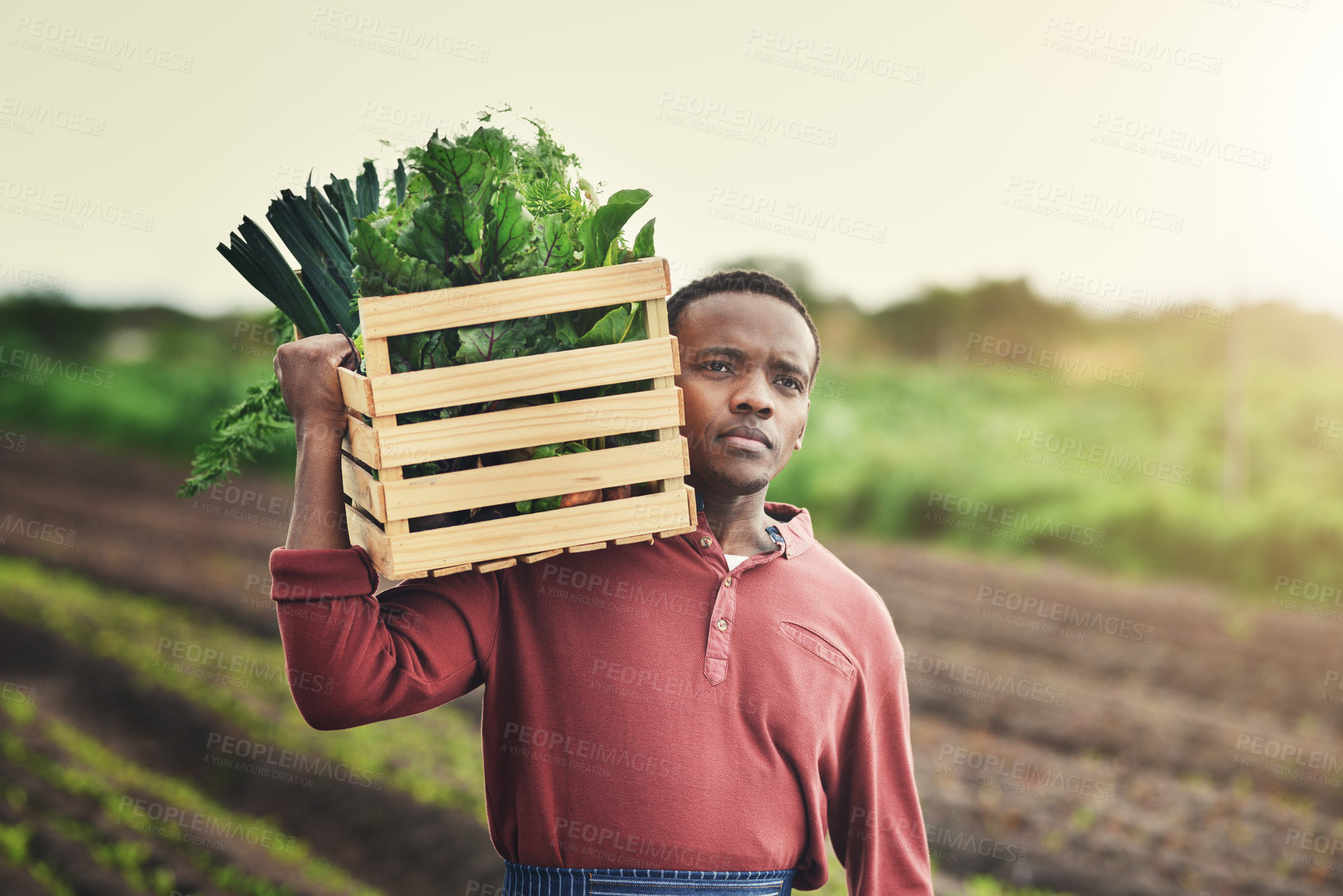 Buy stock photo Agriculture, thinking and box with black man in countryside for sustainability, environment and vegetables supplier. Growth, plants and farming with person in field for permaculture and soil health