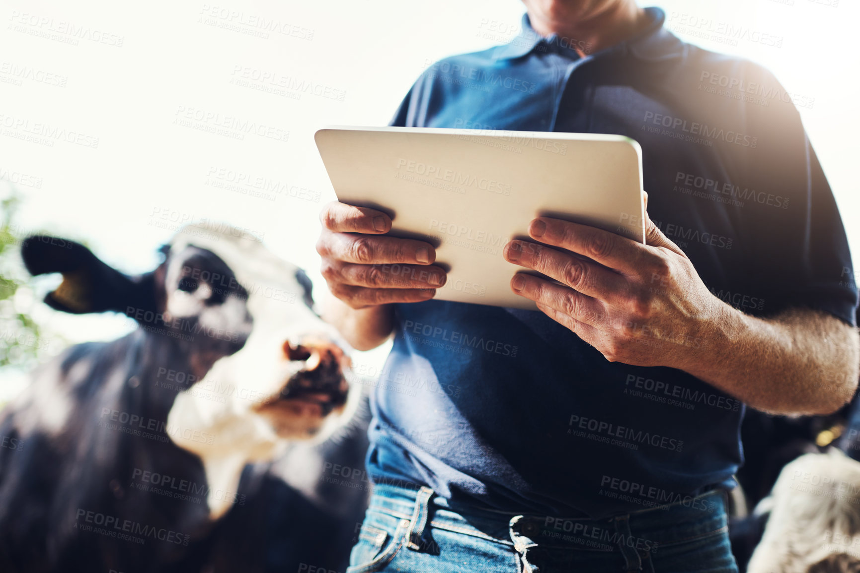 Buy stock photo Shot of a unrecognizable young male farmer browsing on a digital tablet with his cows standing next to him outside on a farm during the day