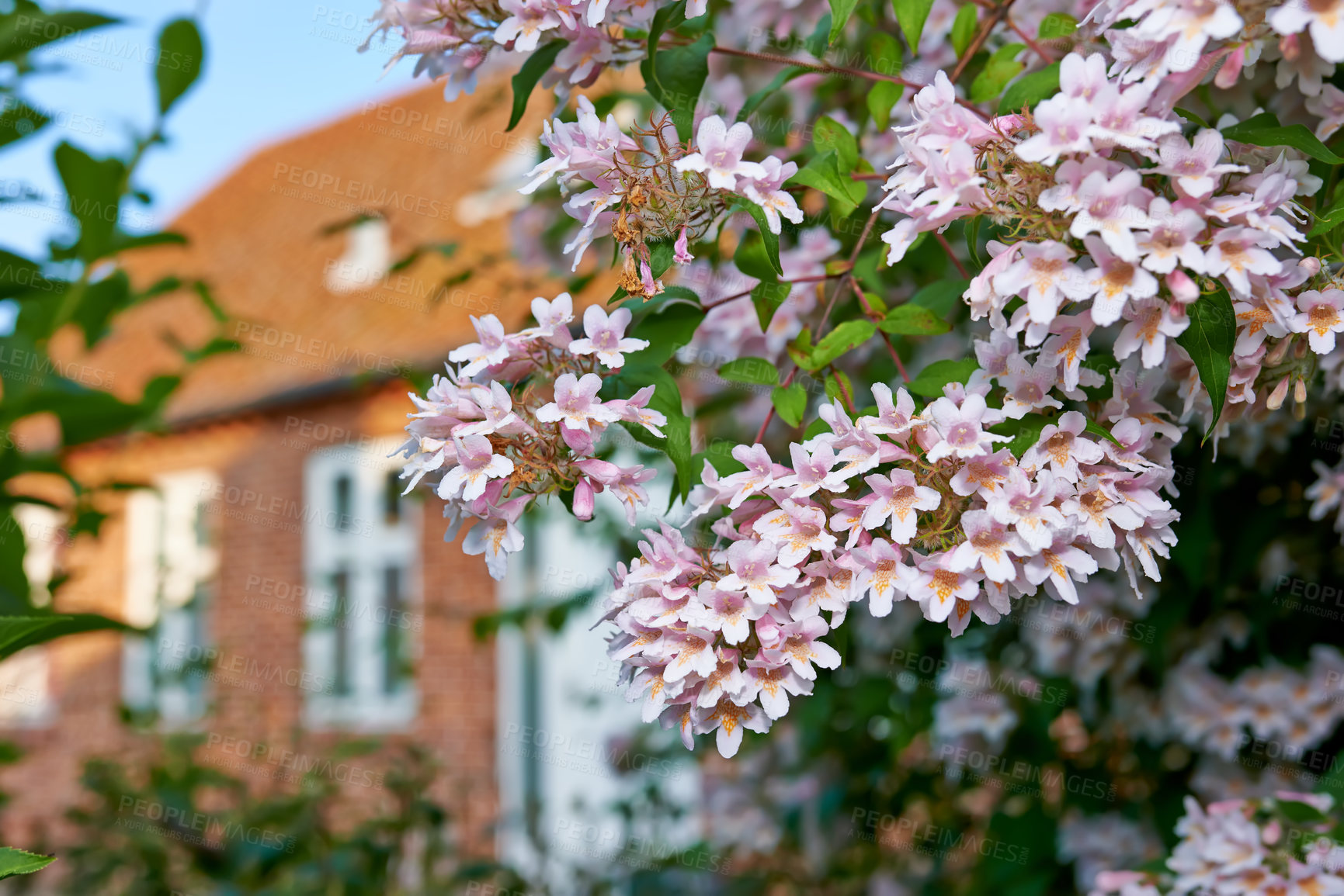 Buy stock photo Pink linnaea amabilis flowers growing on a tree or bush in a home backyard or garden. Closeup of vibrant kolkwitzia amabilis flowering, blossoming and blooming. Passionate about gardening and plants