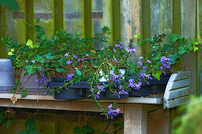 Buy stock photo The landscape of purple flower plants on the wooden shelves in the garden in the spring season. On a sunny day. Fairy fanflower, rose loosestrife plants on the shelves background by a fence. 