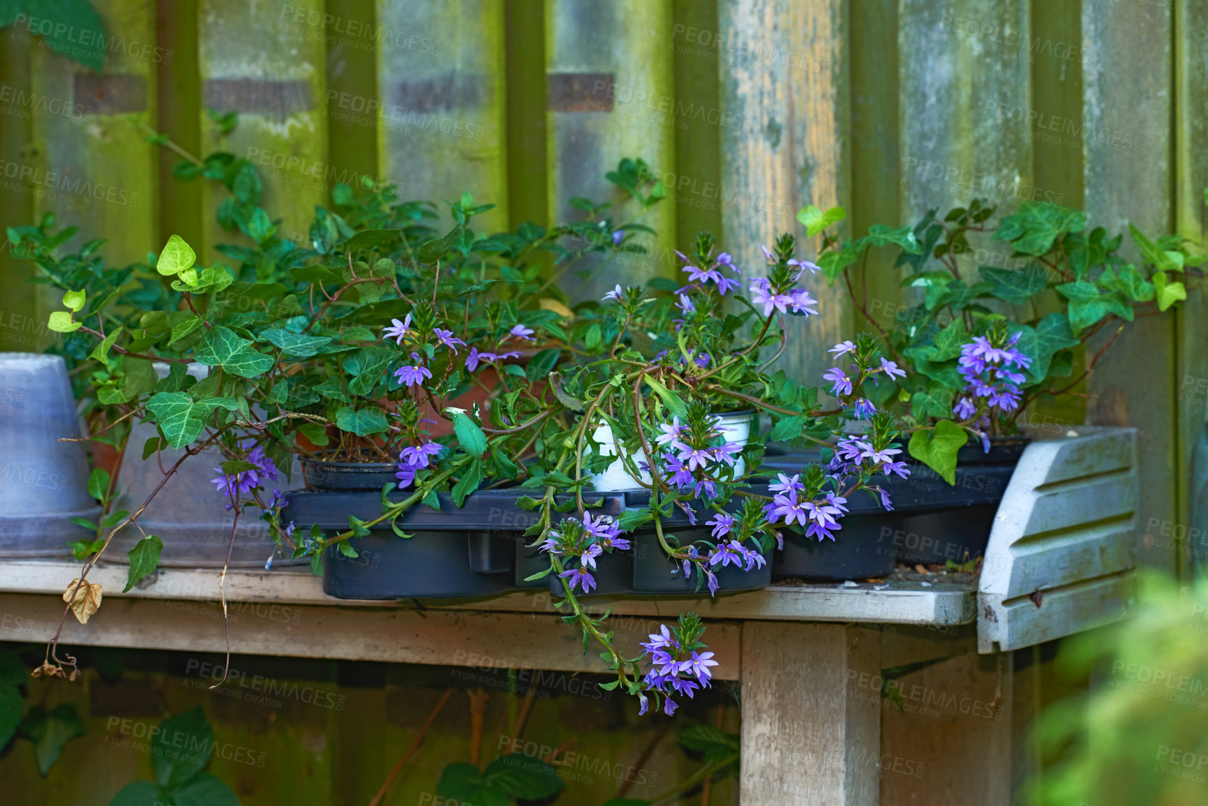 Buy stock photo The landscape of purple flower plants on the wooden shelves in the garden in the spring season. On a sunny day. Fairy fanflower, rose loosestrife plants on the shelves background by a fence. 