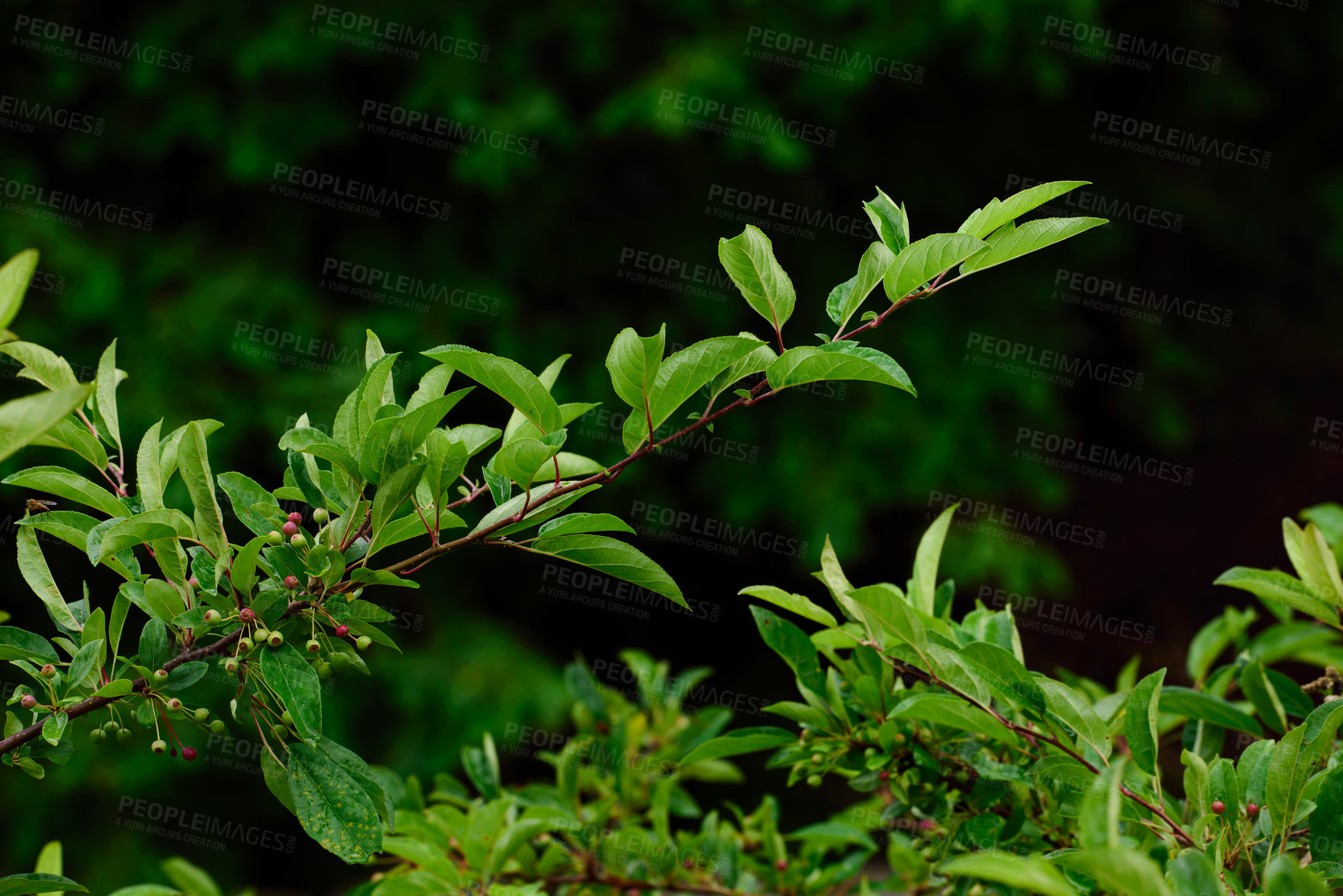 Buy stock photo Closeup view of green garden shrubs with red berries growing outside in nature. Uncultivated wild blooms in a colorful overgrown scenic landscape of a meadow or garden with copy space background