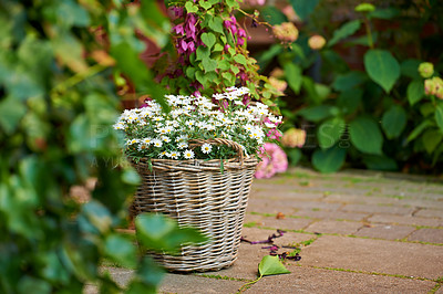 Buy stock photo Woven flower basket with white daisy plants flowering outside in a lush green garden in spring. Closeup of overgrown planter and flowers growing in a bright, vibrant rural backyard with copy space