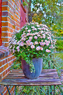 Buy stock photo Closeup of florist’s daisies in a pot plant on a table in a garden. Bunch of fresh pink flowers adding to beauty in nature and peaceful ambience of outdoors. Garden picked blooms in a zen backyard 