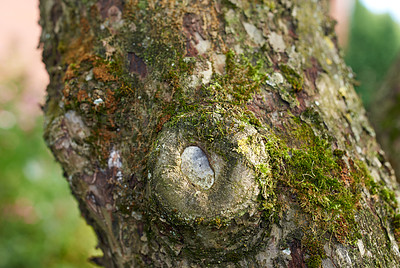 Buy stock photo Tree with green moss growing on trunk in a remote environment in nature. Macro view of detail, textured algae spreading, covering a wooden trunk in a remote nature environment landscape