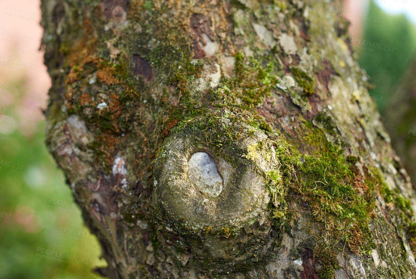 Buy stock photo Tree with green moss growing on trunk in a remote environment in nature. Macro view of detail, textured algae spreading, covering a wooden trunk in a remote nature environment landscape