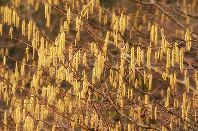 Buy stock photo Closeup of yellow hazel catkin growing from dry tree branches or stems in home garden at sunset. Group of hanging budding flowers in remote forest or woods. Environmental nature conservation on trees