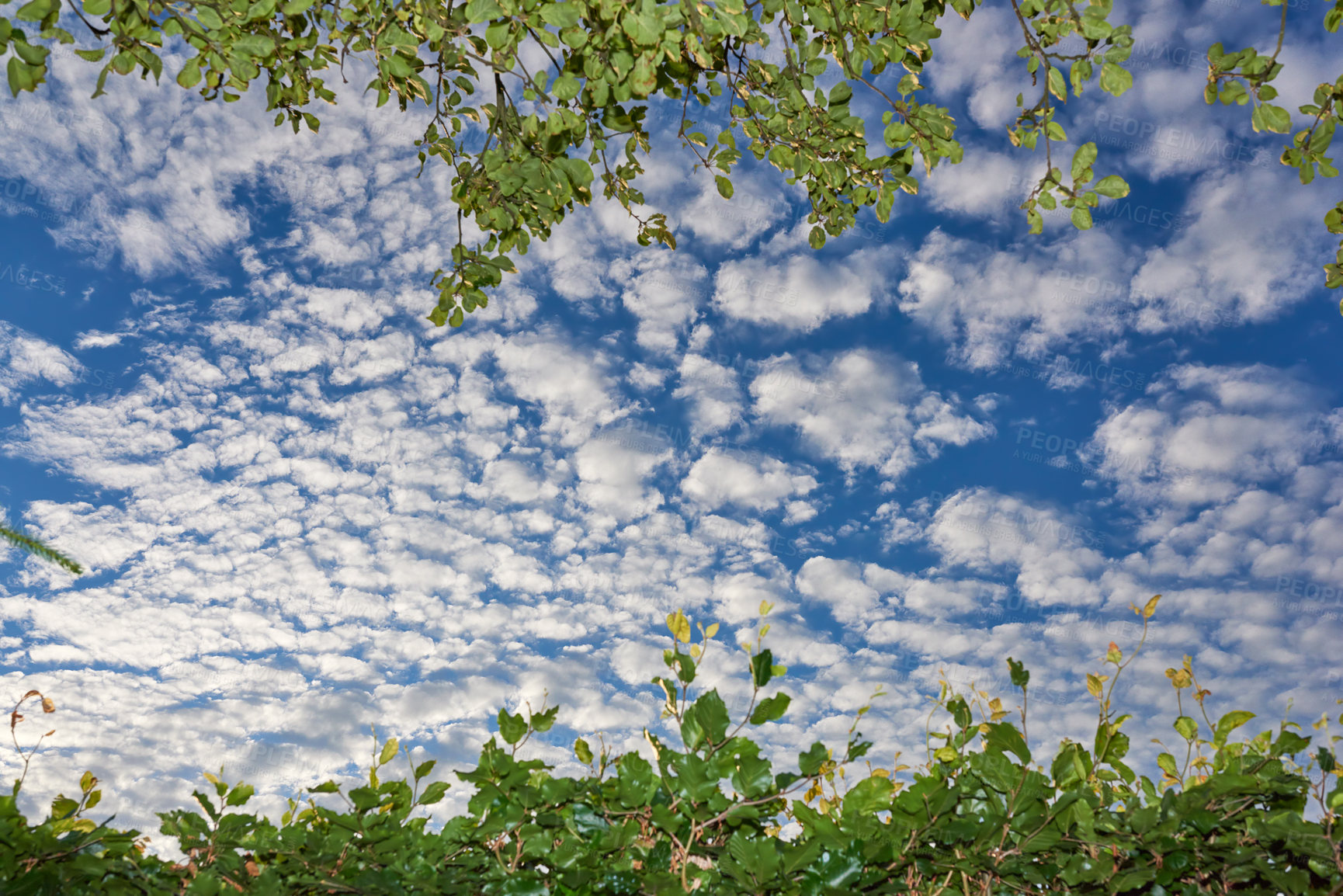 Buy stock photo Low angle of a blue sky with clouds and copy space from a lush green garden in spring. Plant and tree leaves framing a scenic view of the atmosphere during the day. Heaven and God religious theory