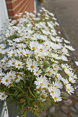 Buy stock photo Common daisy flowers growing in a home backyard or garden in summer. Closeup of marguerite perennial flowering plants outside. Bush of beautiful white flowers blooming and sprouting in a yard