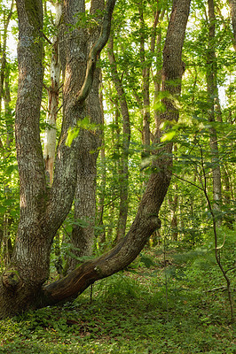 Buy stock photo Big trees in a green forest in spring. Old textured tree trunks in a secluded jungle surrounded by lots of lush greenery, leaves and plants. Beautiful mysterious woods in nature