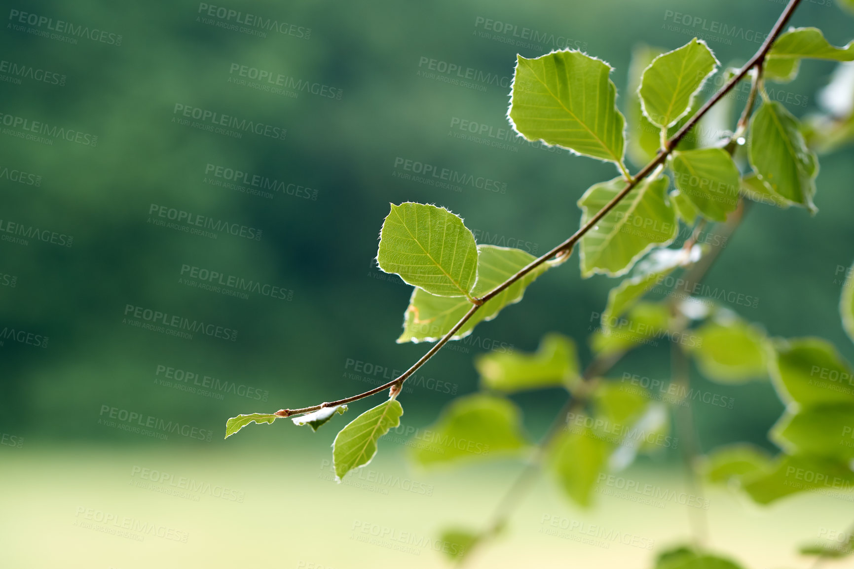 Buy stock photo Springtime images of garden, forest and landscape