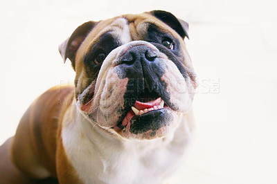 Buy stock photo Portrait of a cheerful bulldog at home