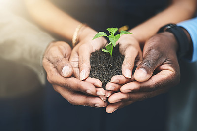 Buy stock photo Business, people and hands with plants in soil for sustainability, eco friendly investment or earth day. Growth nurture, sprout support or teamwork with charity project for environment accountability