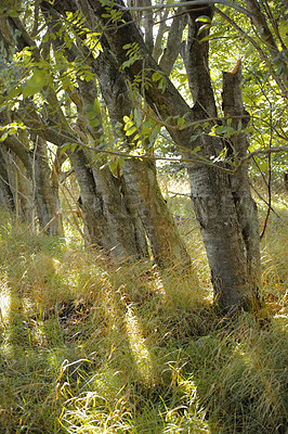 Buy stock photo Hardwood forest uncultivated - Denmark